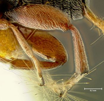 Media type: image;   Entomology 25046 Aspect: hind tibia